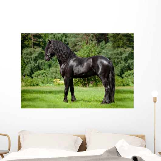 Friesian Horse Standing Outdoors