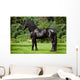 Friesian Horse Standing Outdoors