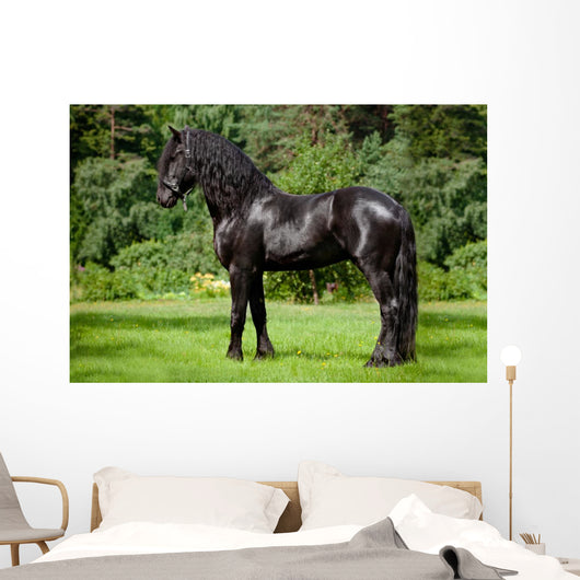Friesian Horse Standing Outdoors