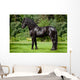 Friesian Horse Standing Outdoors
