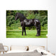 Friesian Horse Standing Outdoors