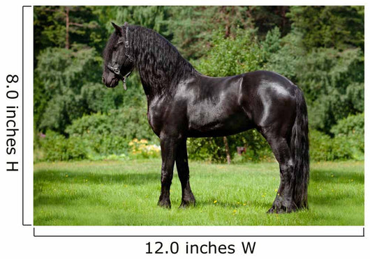 Friesian Horse Standing Outdoors