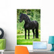 Friesian Horse Standing Outdoors Wall Mural