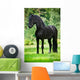 Friesian Horse Standing Outdoors Wall Mural