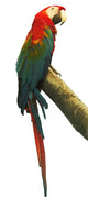Red Parrot on a Branch Wall Decal