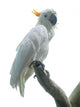 White Parrot on a Branch Wall Decal