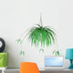 Spider Plant Hanging Plant