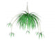 Spider Plant Hanging Plant