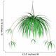 Spider Plant Hanging Plant