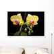 Yellow Orchid Black