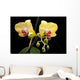 Yellow Orchid Black