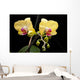 Yellow Orchid Black