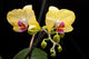 Yellow Orchid Black