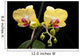 Yellow Orchid Black