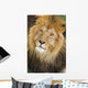 Male Lions Face Wall Mural