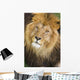 Male Lions Face Wall Mural