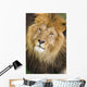 Male Lions Face Wall Mural