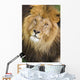 Male Lions Face Wall Mural