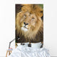 Male Lions Face Wall Mural