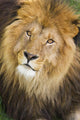 Male Lions Face Wall Mural