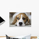 Beagle Wall Mural