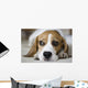 Beagle Wall Mural