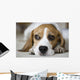 Beagle Wall Mural