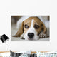 Beagle Wall Mural