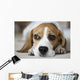 Beagle Wall Mural