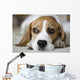 Beagle Wall Mural
