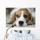 Beagle Wall Mural