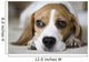 Beagle Wall Mural