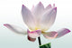 Lotus flower Wall Decal