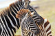 Baby Zebra with Mother Wall Mural