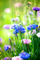 Cornflowers Wild Blue Flowers