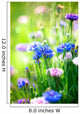 Cornflowers Wild Blue Flowers