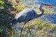 Heron Everglades Wall Mural