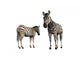 Zebra Wall Decal