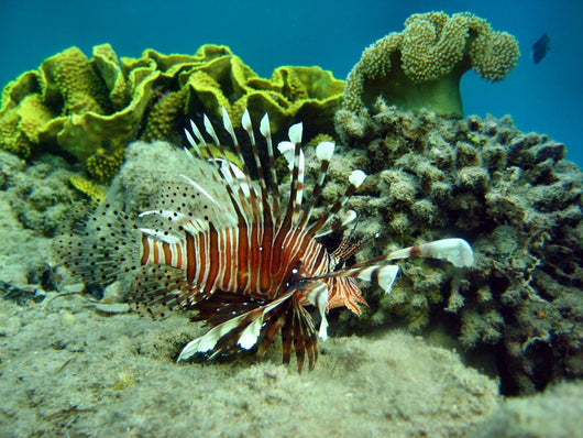 Rotfeuerfisch