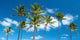 Palm Trees with Azure Wall Mural