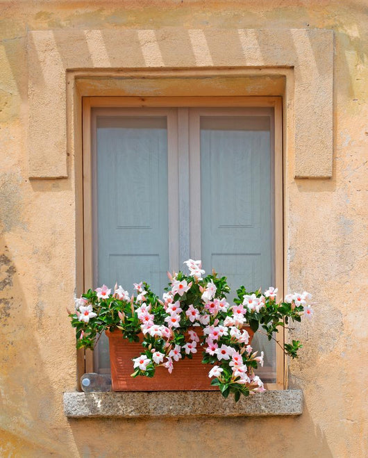 Window and Flowers