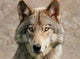 Portrait Wolf