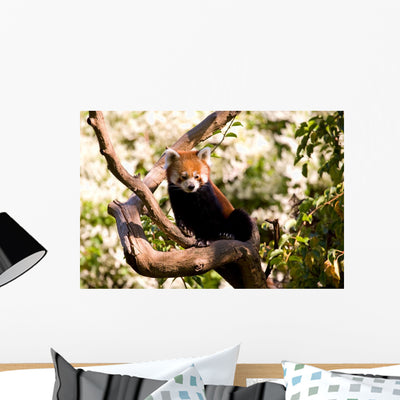 Red Panda shown on a wall