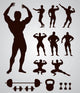 Body Building Gym Vector