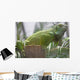 Green Iguana Wall Mural