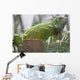 Green Iguana Wall Mural