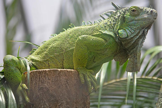 Green Iguana Wall Mural