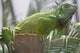 Green Iguana Wall Mural