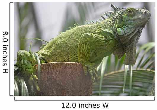 Green Iguana Wall Mural