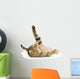 Upside down Kitten Wall Decal